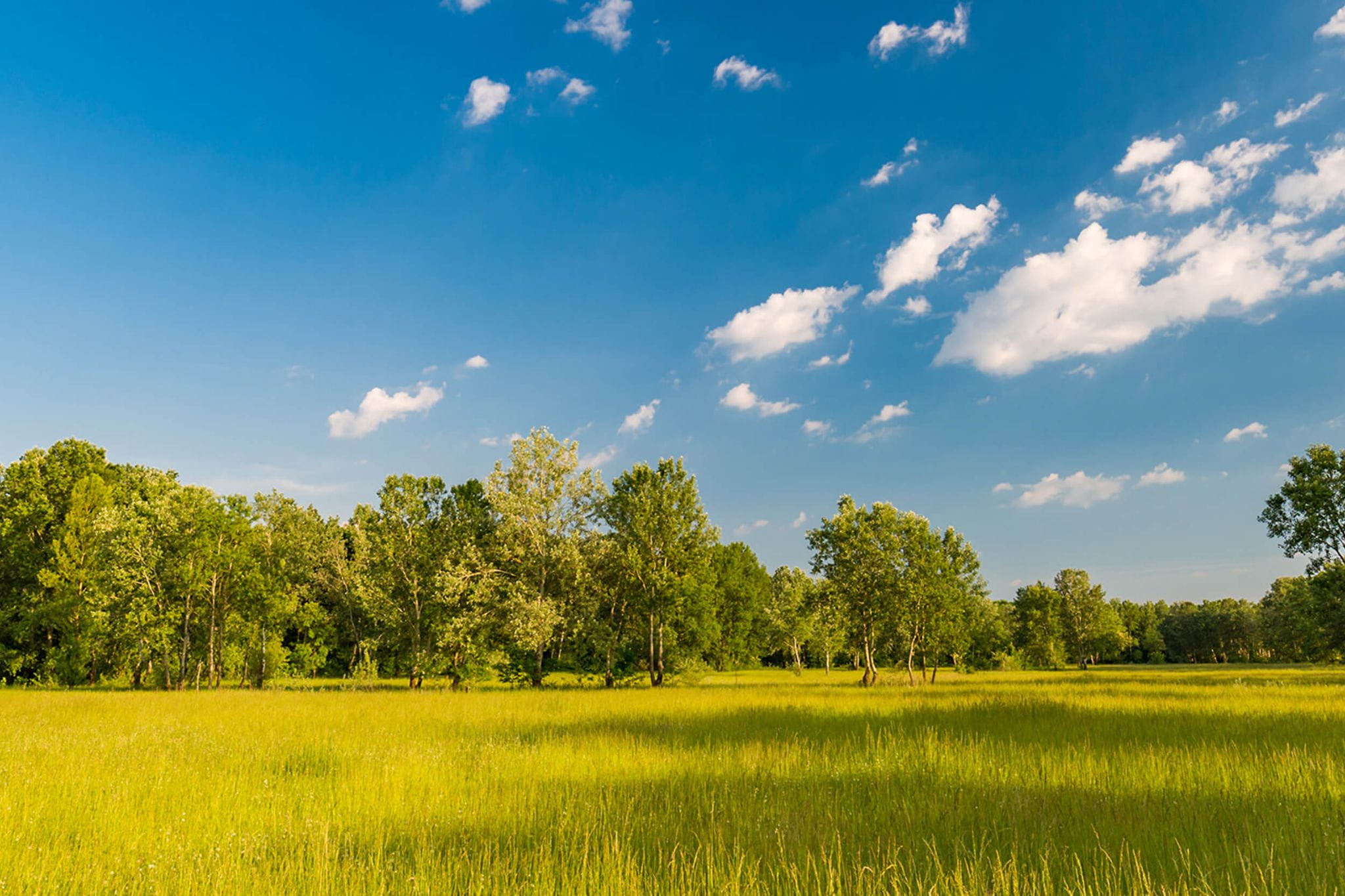 Open plain photo of grass and trees
