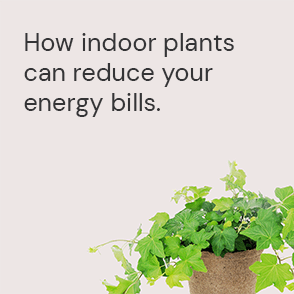 An ActewAGL Energy Saving Tip using plants to reduce energy bills