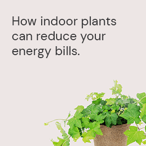  An ActewAGL Energy Saving Tip using plants to reduce energy bills